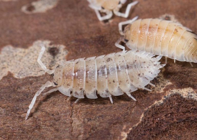 Choosing the Perfect Isopod Variety for Your Thriving Bioactive Habitat